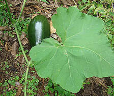 Image of gourd