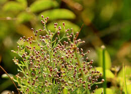 Image of rock rose family