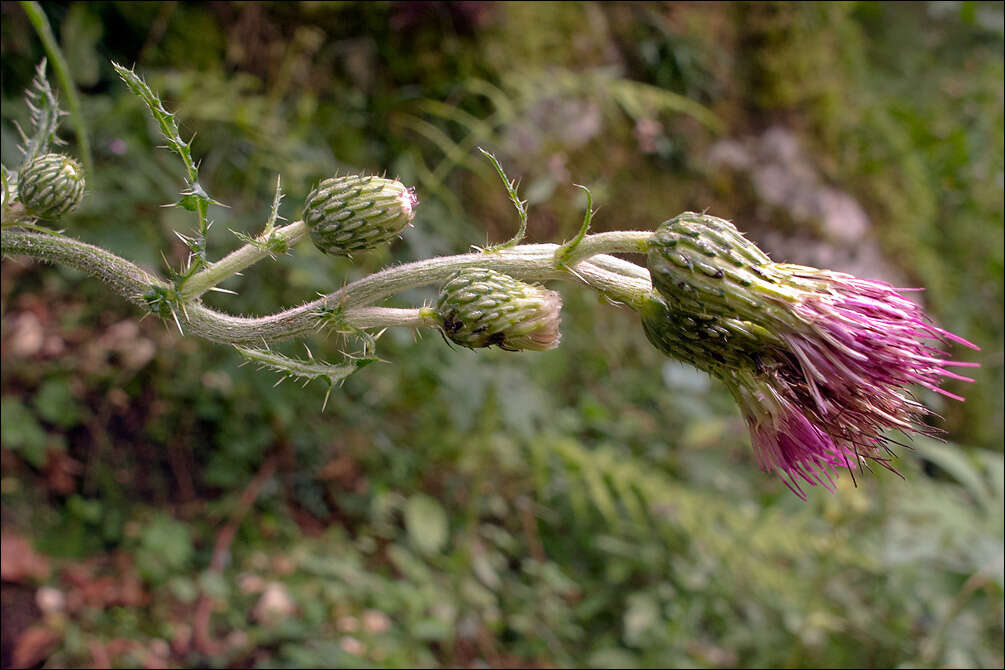 Image of Cirsium ochroleucum All.