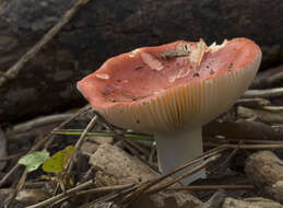 Image de Russula atropurpurea (Krombh.) Britzelm. 1893