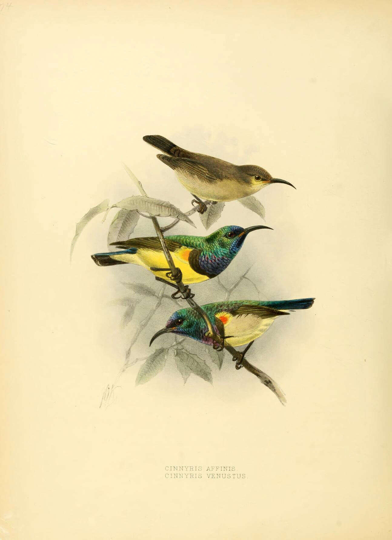 Image of Cinnyris Cuvier 1816