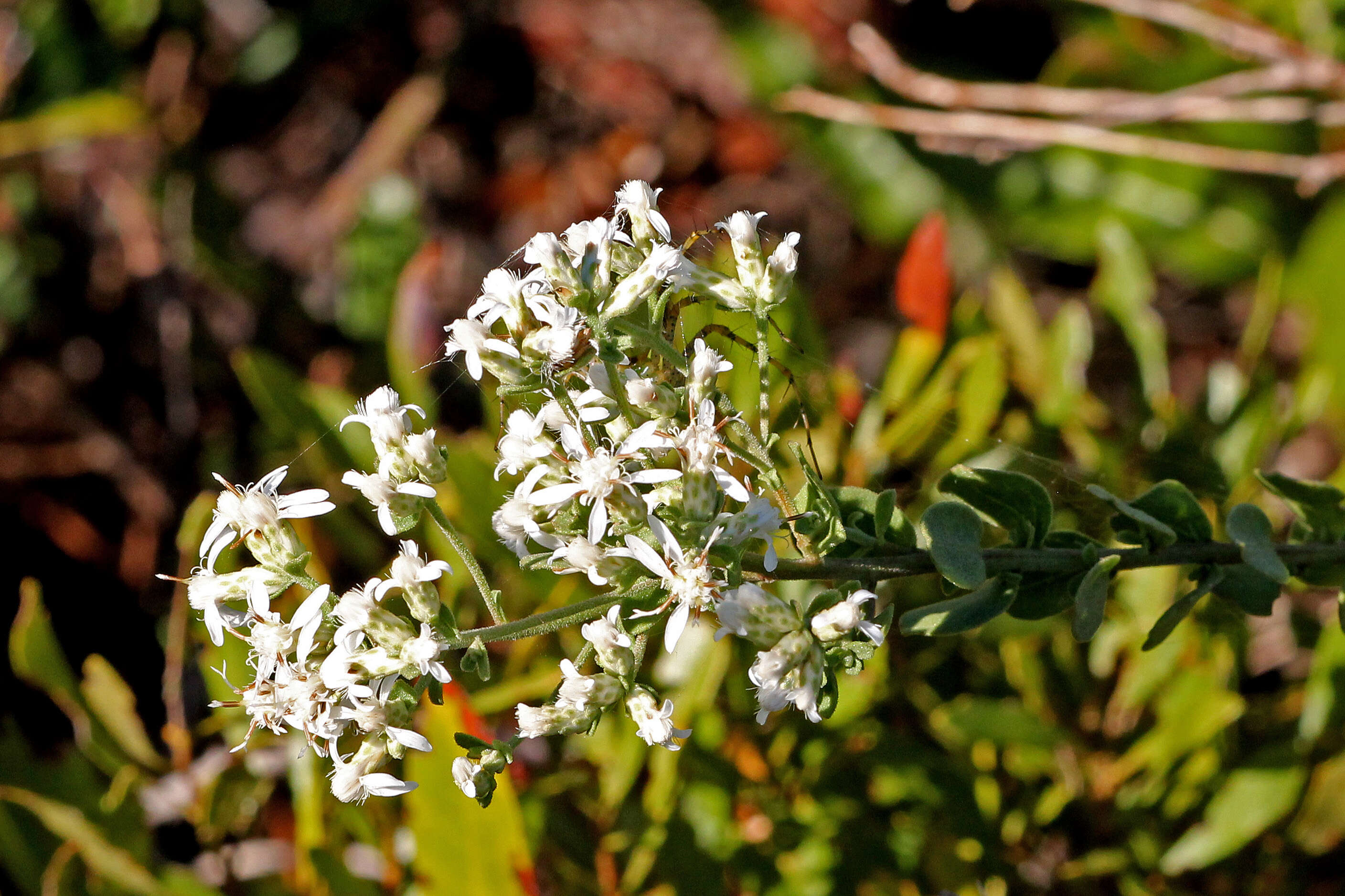 Image of whitetop aster