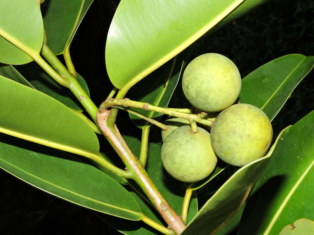 Image of calophyllum