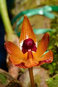 Image of Bulbophyllum pustulatum Ridl.