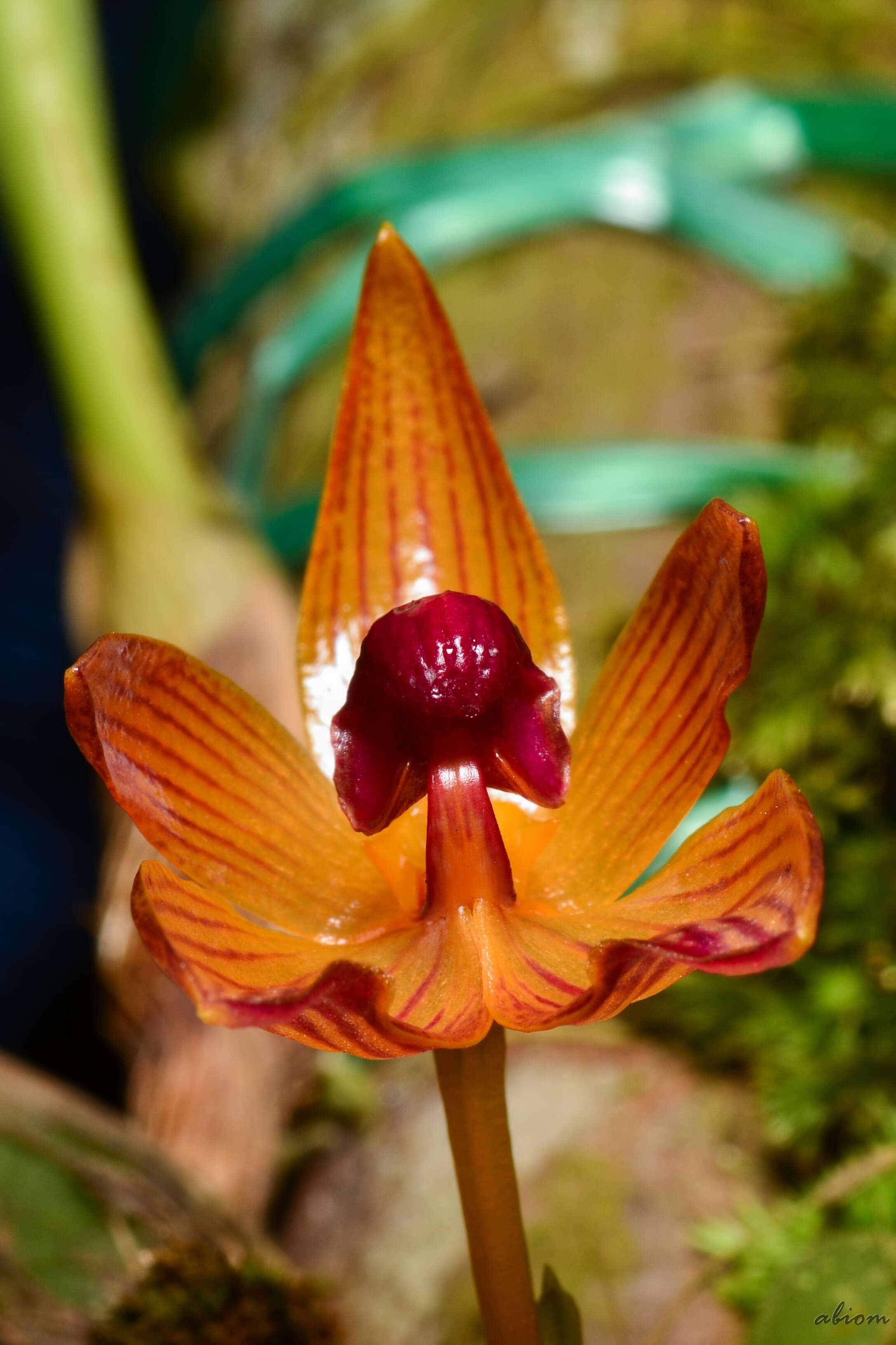 Image of Bulbophyllum pustulatum Ridl.