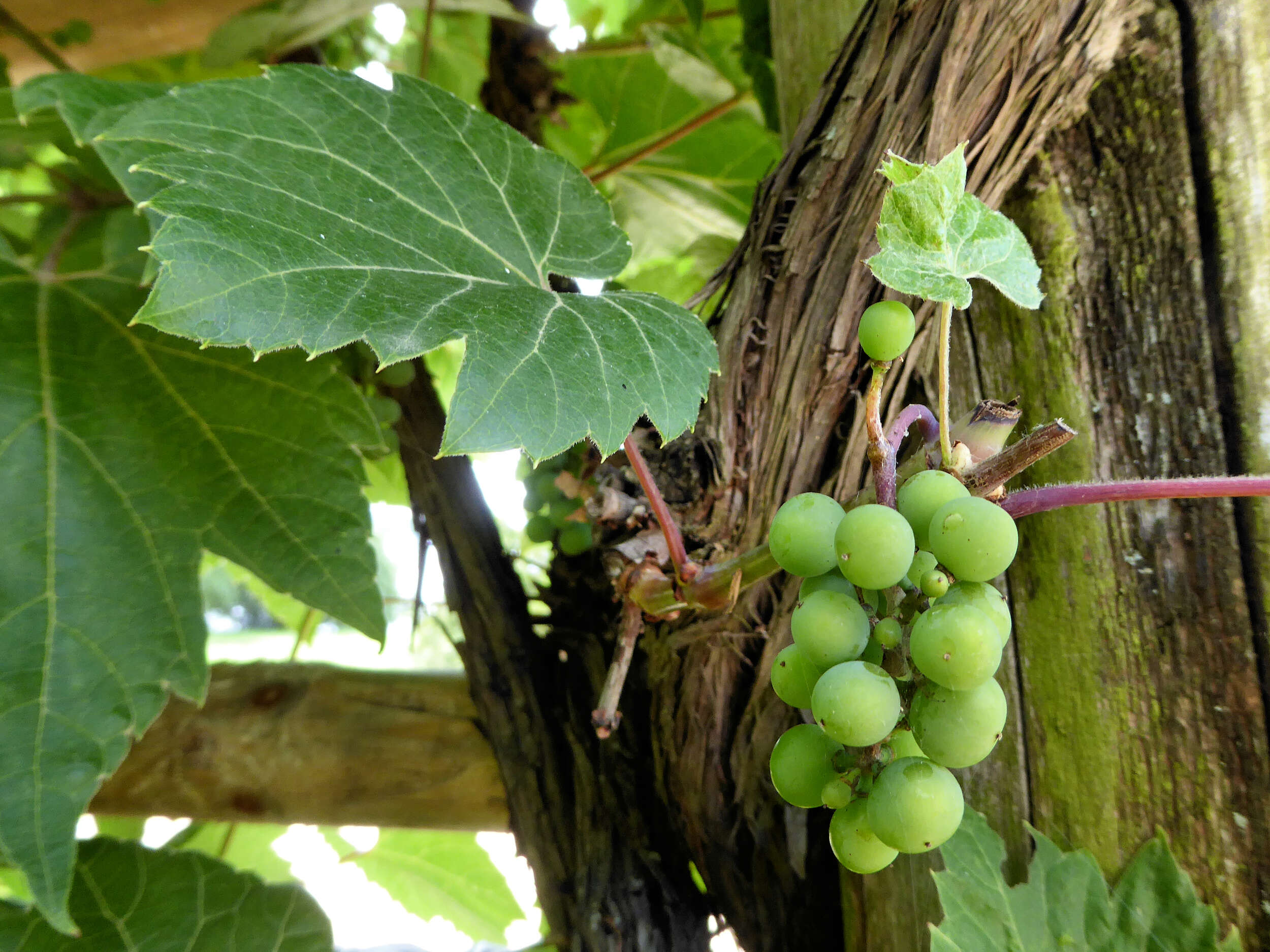 Image of grape