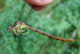 Image of Stylurus Needham 1897