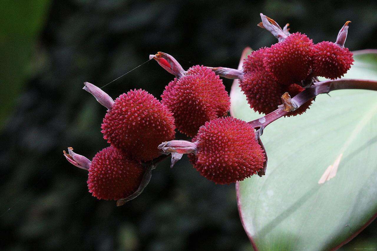 Image of Canna paniculata Ruiz & Pav.