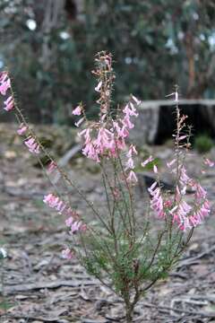 Plancia ëd Epacris impressa Labill.