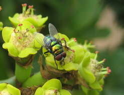 Image of Common Cadelabra tree