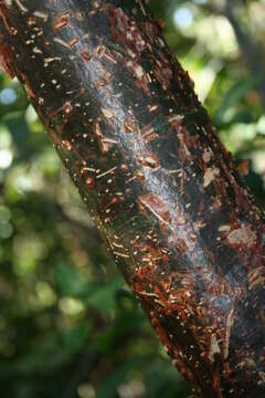 Image of gumbo limbo