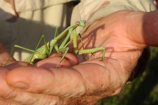 Image of Trachymantis