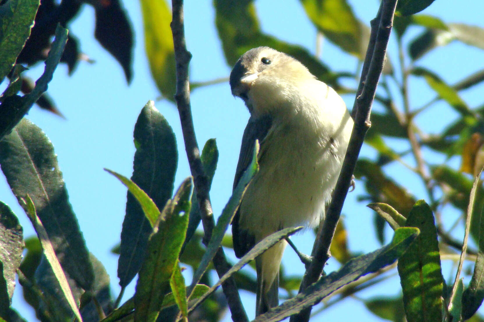 Image of Vireo Vieillot 1808