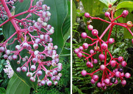 Image of medinilla