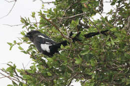 Image of Urolestes Cabanis 1851