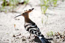 Image of hoopoes