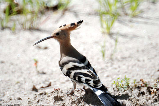 Imagem de Upupa Linnaeus 1758