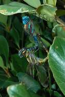 Image of Blue-eyed Darner