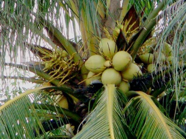 Image of coconut palm