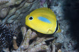 Image of Blue-dash Butterflyfish