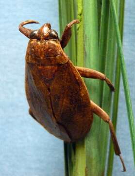 Image of Abedus subgen. Deinostoma Kirkaldy 1897