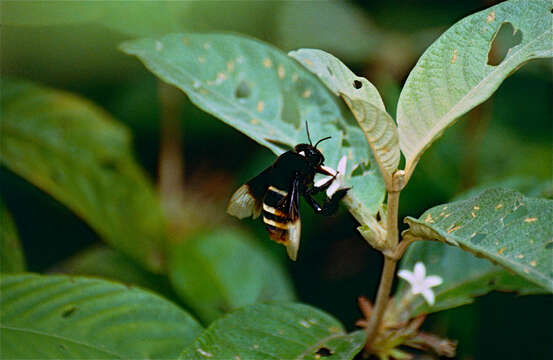 Image of Eulaema Lepeletier 1841