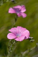 Image of Sticky Flax