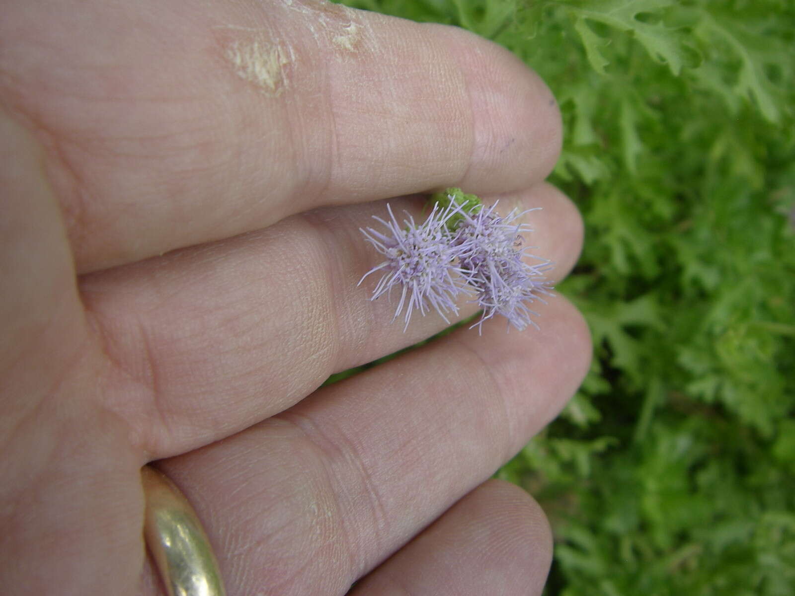 Image of thoroughwort