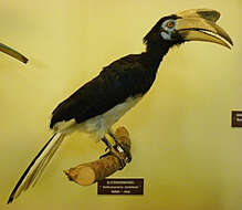 Image of Malabar Pied Hornbill