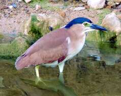 Image of Night Herons