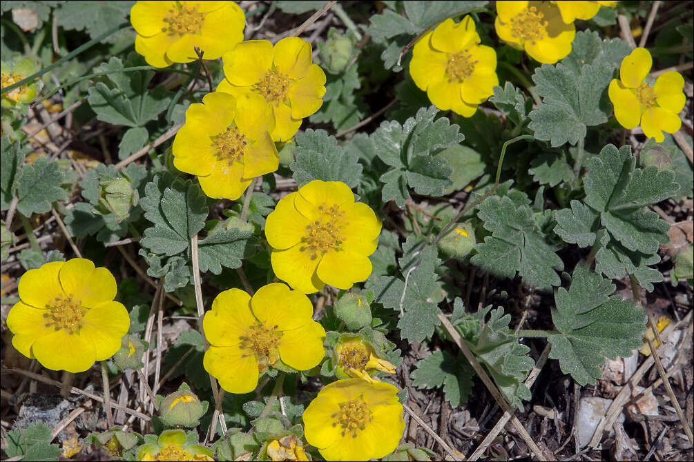 Image of Potentilla tommasiniana F. Schultz