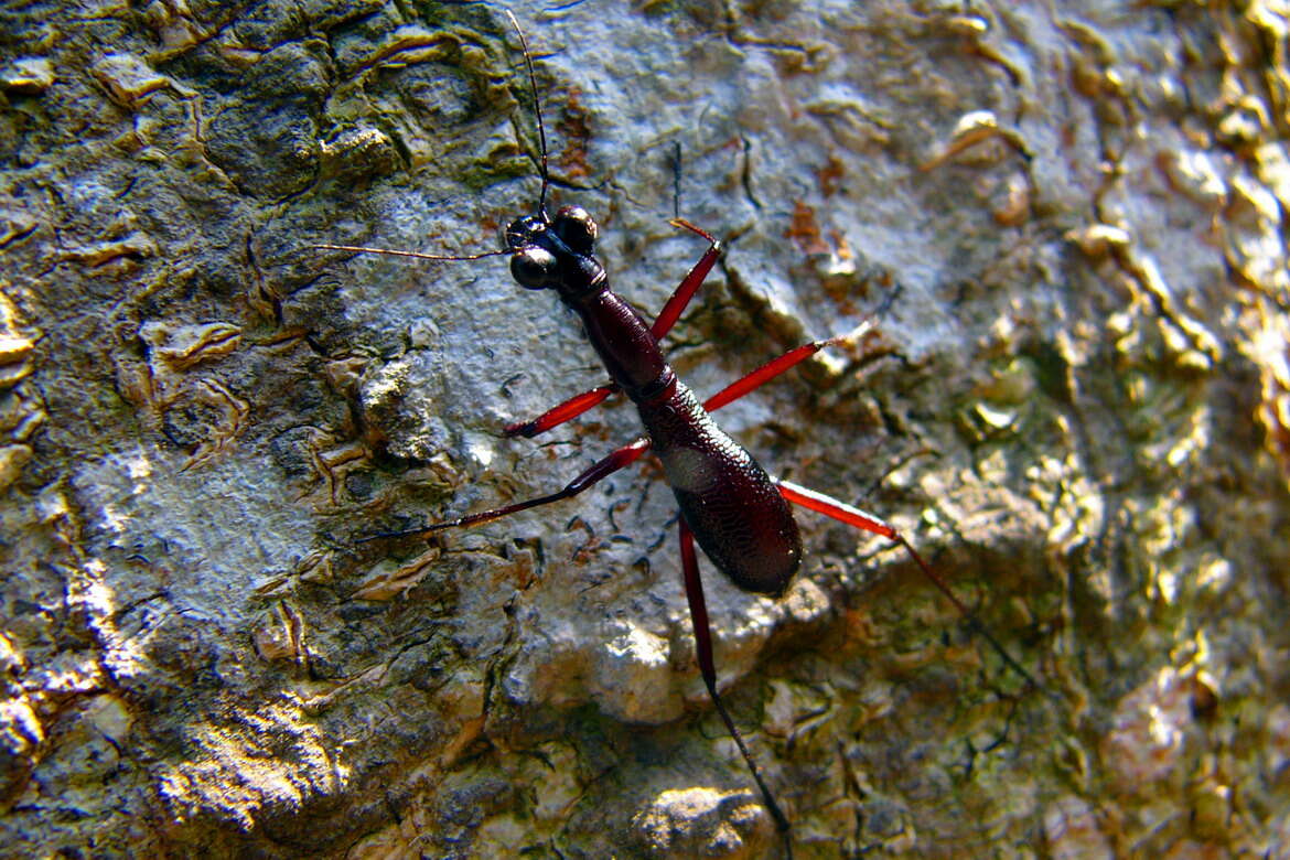 Image of Tricondyla (Tricondyla) pulchripes White 1844