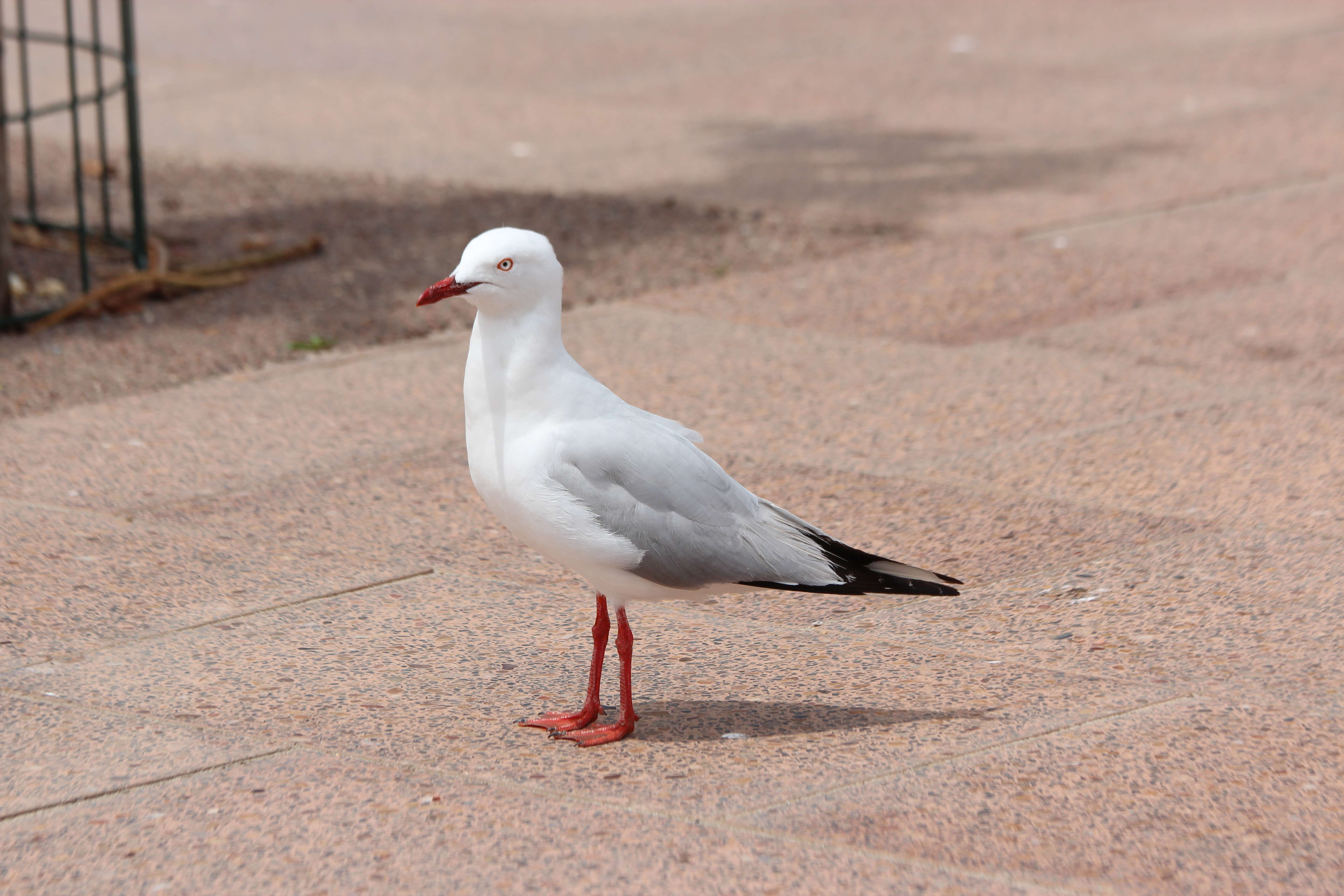 Image of Hooded gulls