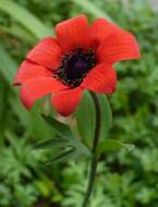 Image of broad-leaved anemone