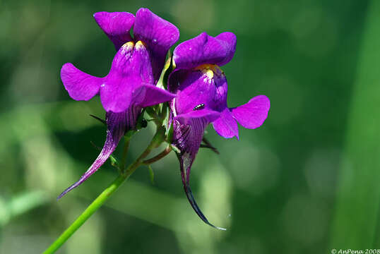 Image of Linaria triornithophora (L.) Willd.