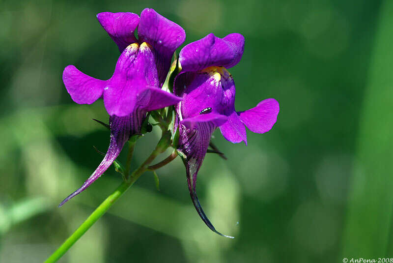 صورة Linaria triornithophora (L.) Willd.