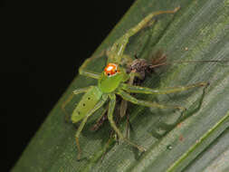 Image of Translucent Green Jumpers