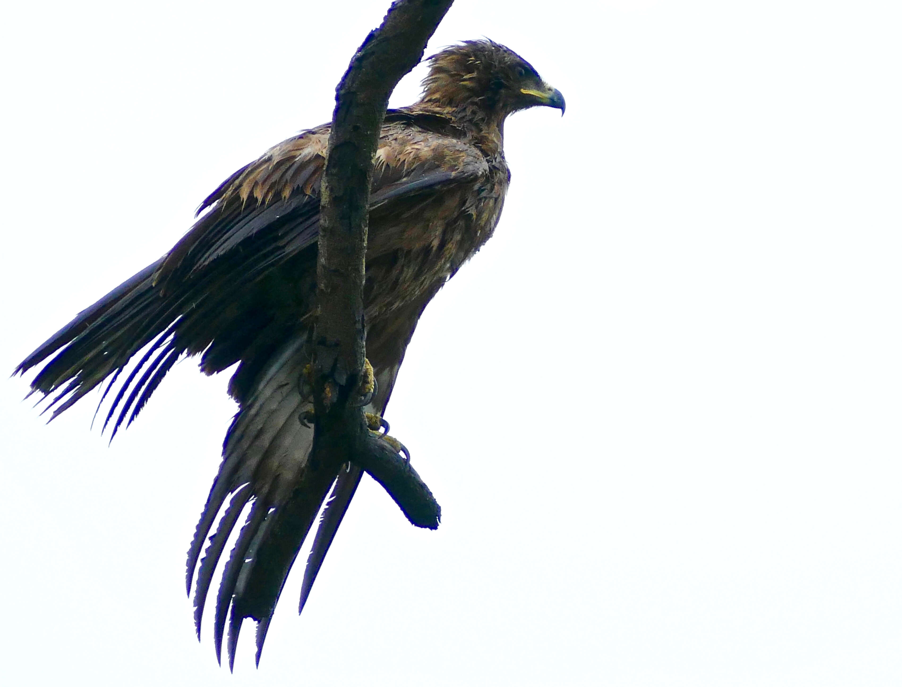 Image of Wahlberg's Eagle
