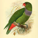 Image of Pionus sordidus corallinus Bonaparte 1854