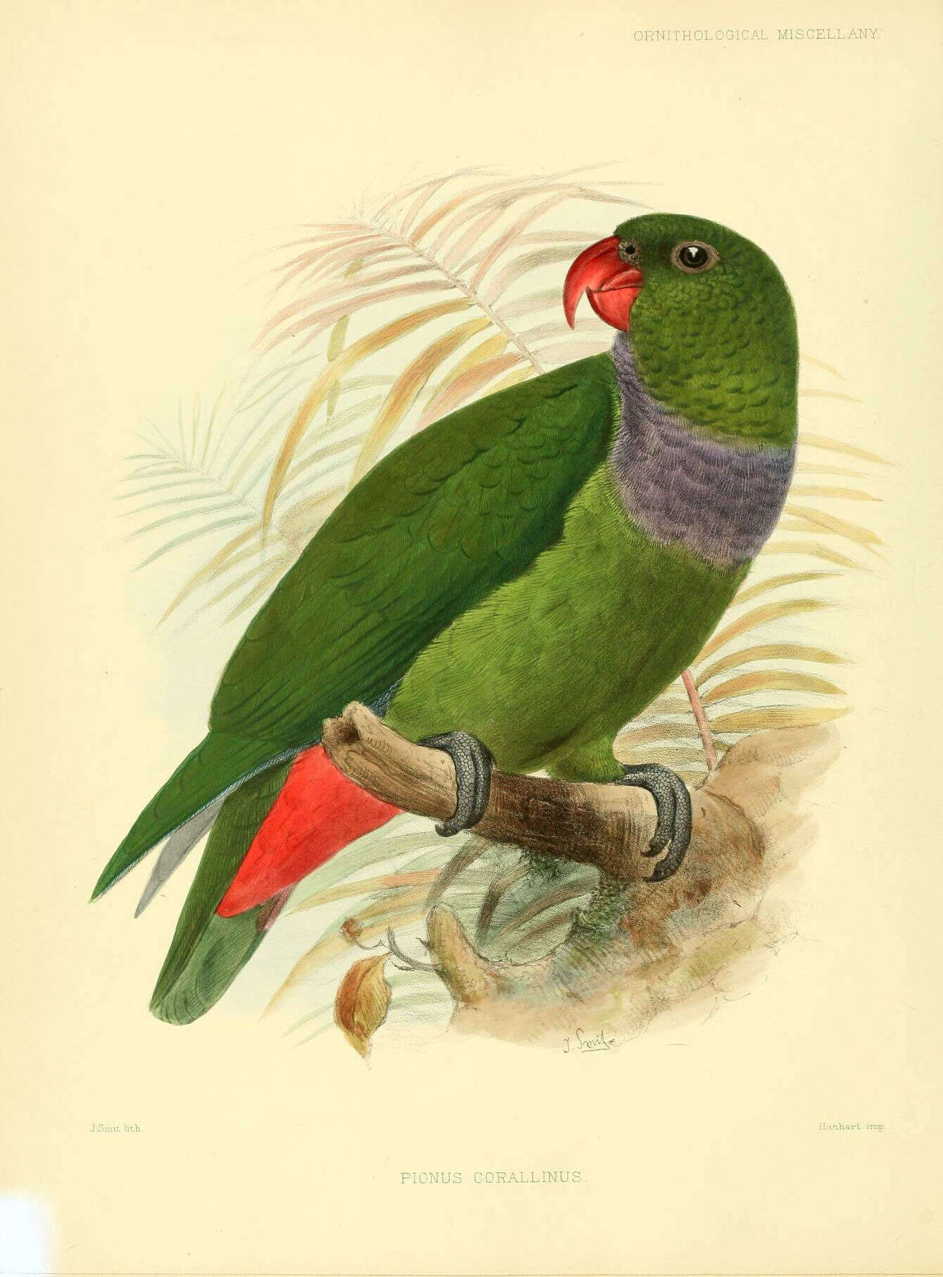 Image of Pionus sordidus corallinus Bonaparte 1854