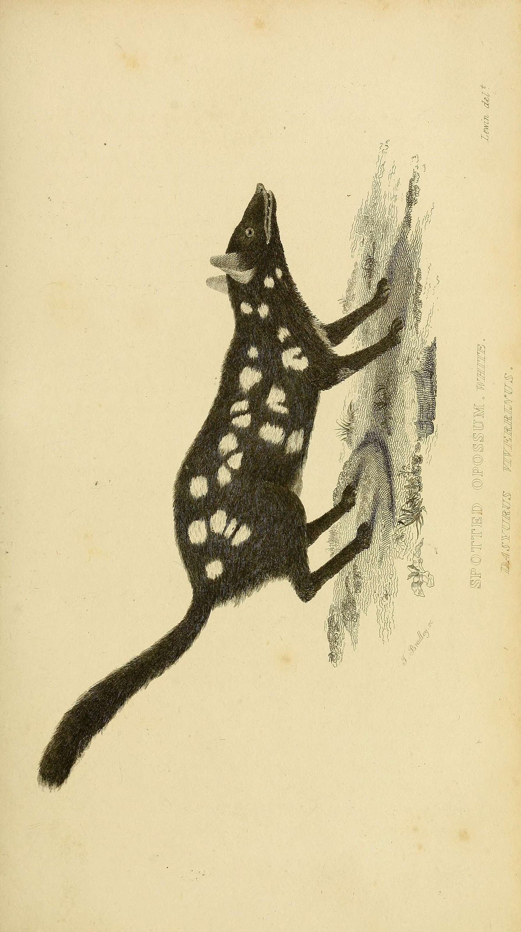 Imagem de Dasyurus É. Geoffroy Saint-Hilaire 1796