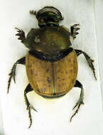 Image of Onthophagus