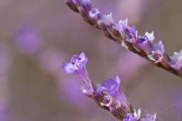 Limonium narbonense Miller resmi