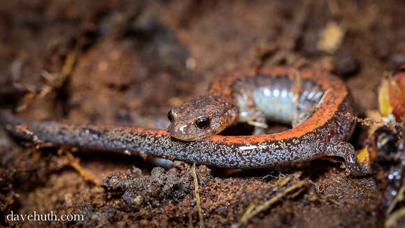 Plethodon cinereus (Green 1818) resmi