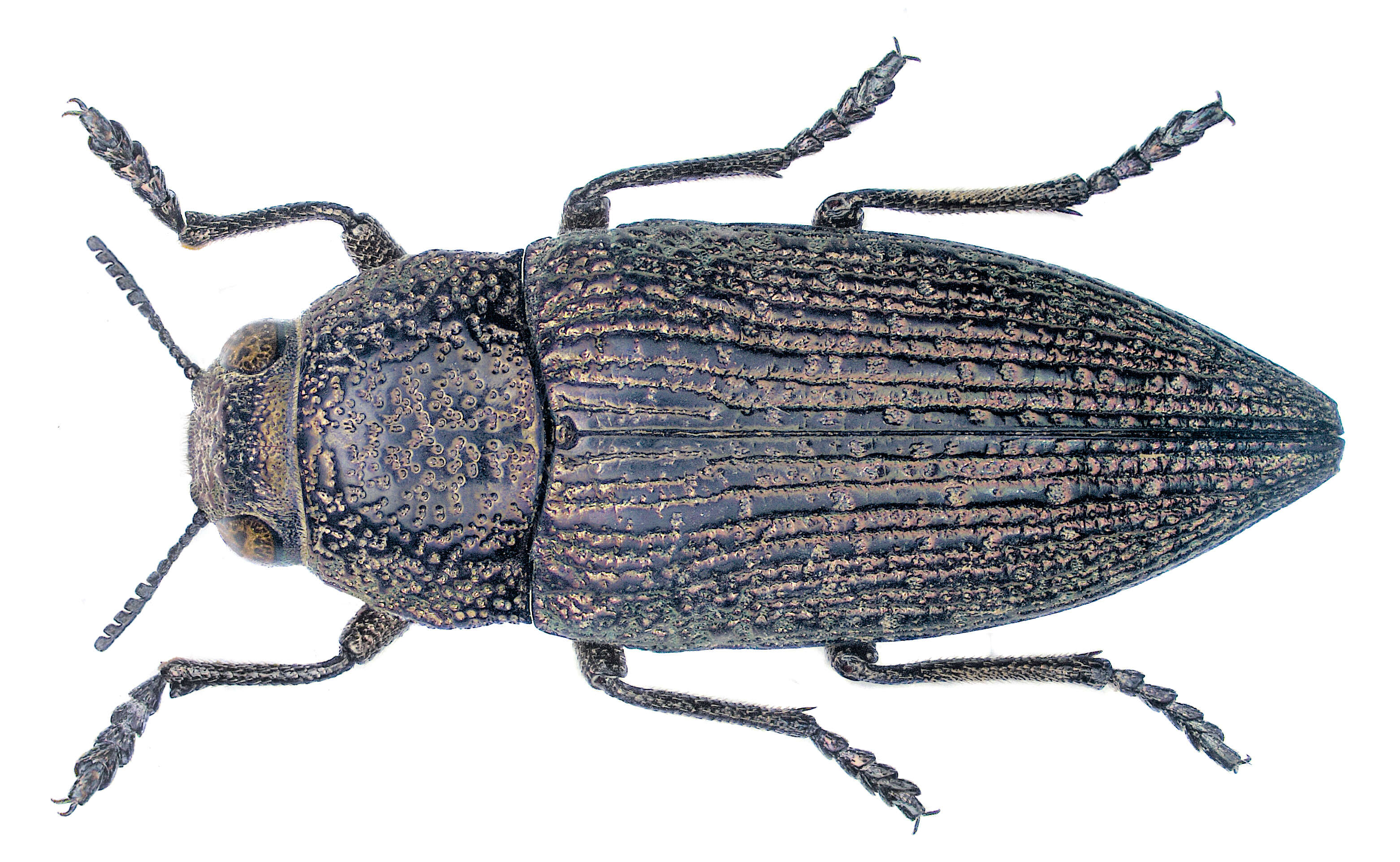 Image of Psiloptera