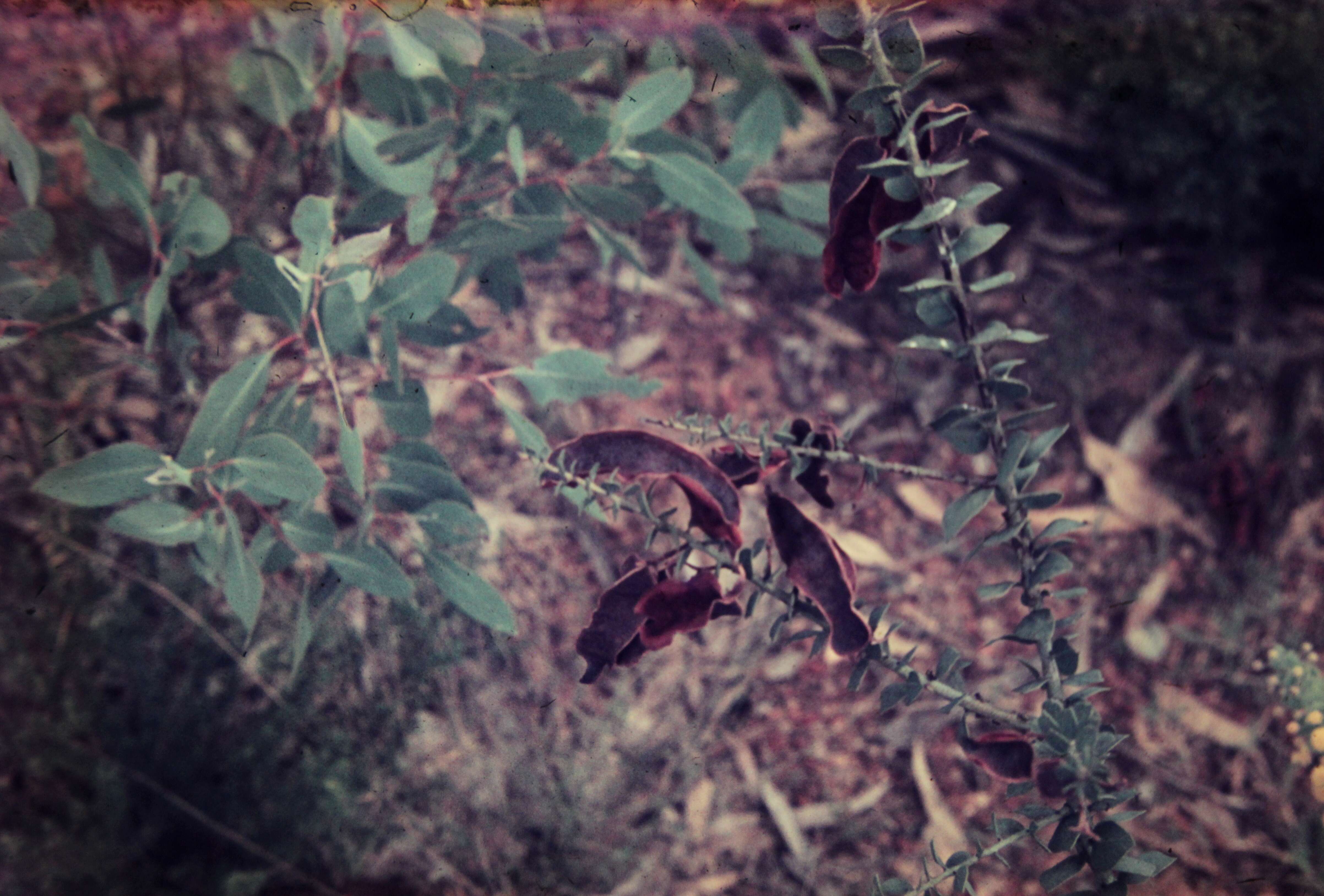 Image of Acacia uncinata Lindl.