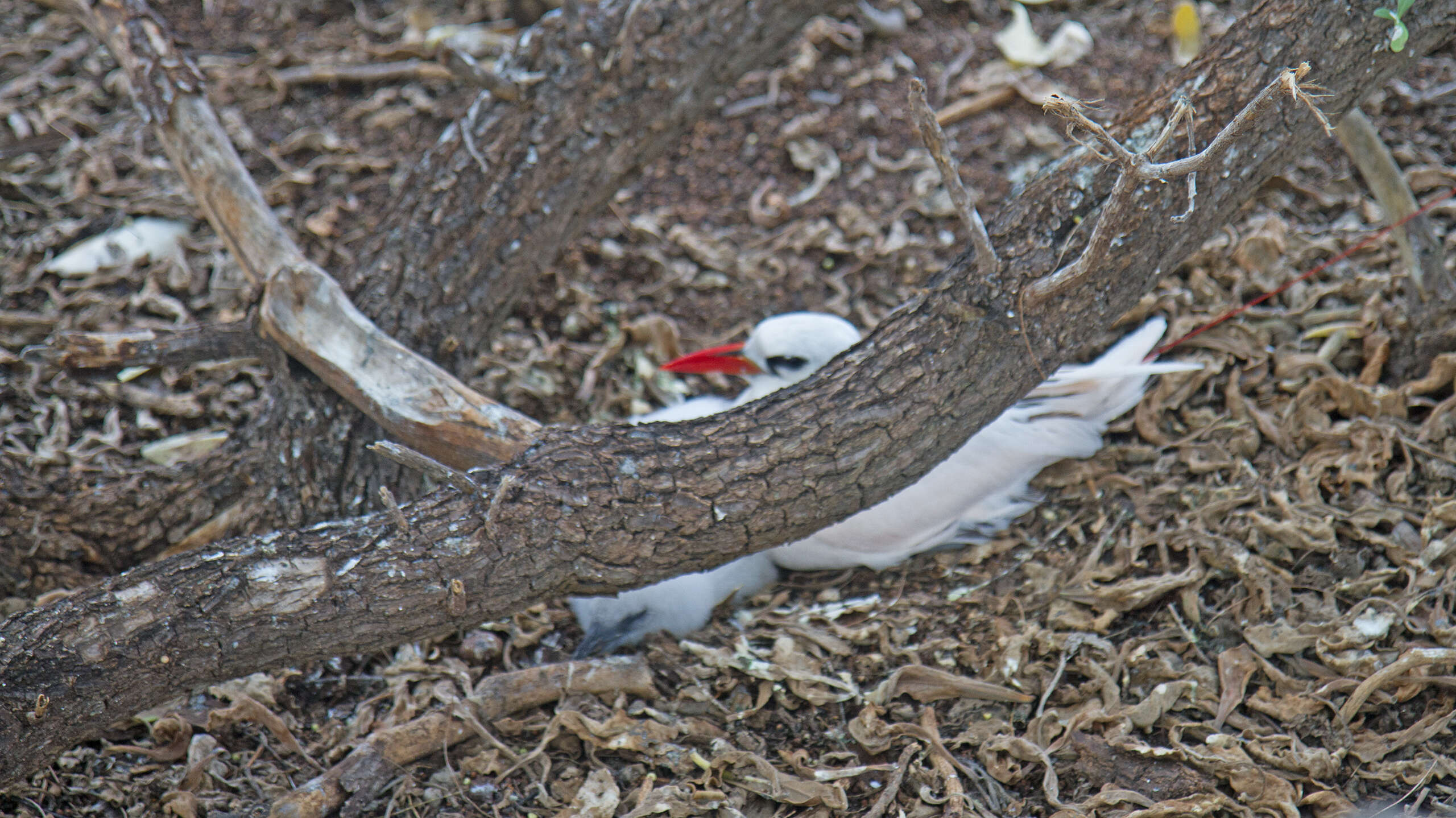 Phaethontiformes resmi