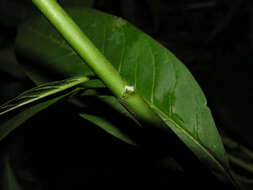 Image of milkweed