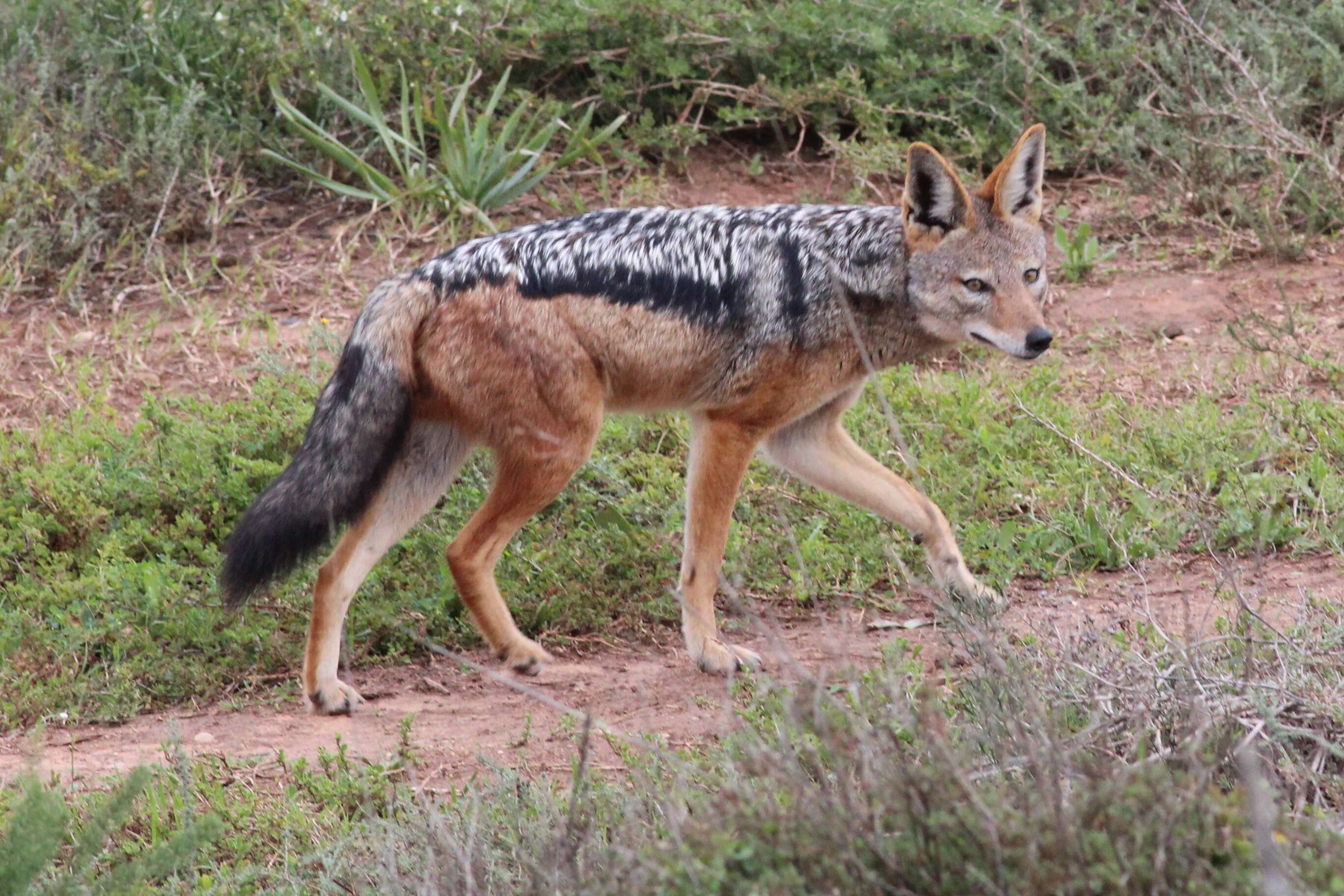 Imagem de Canis mesomelasa