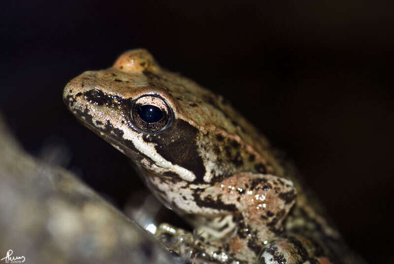 Image of Iberian Frog